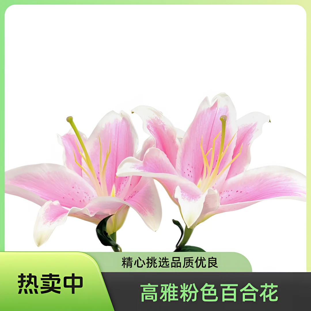 【云巅之花】索尔邦百合 淡香型选手 云南鲜花基地直发 顺丰包邮