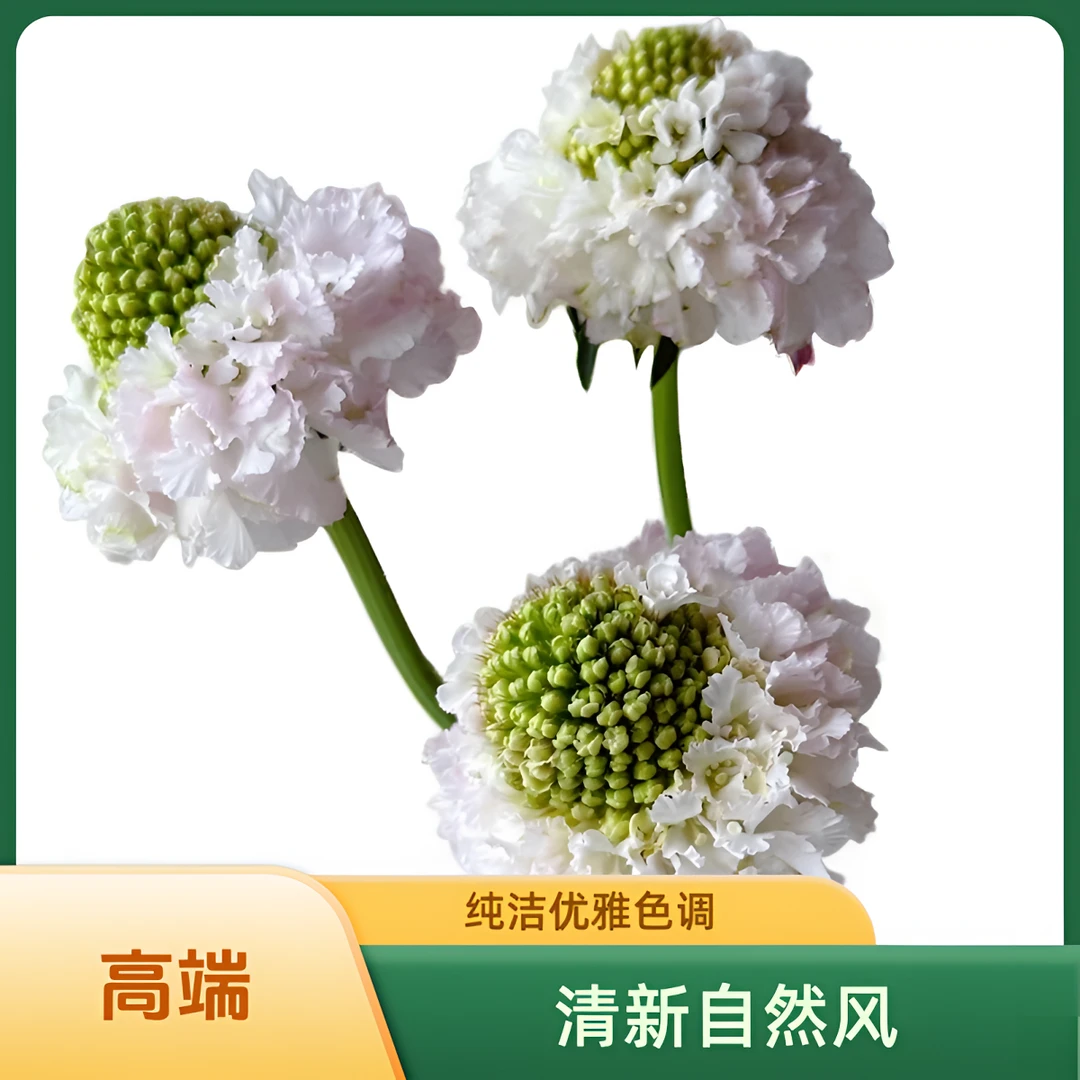 【云巅之花】松虫草枝杆修长 颜色丰富层次感丰富 云南鲜花基地直发
