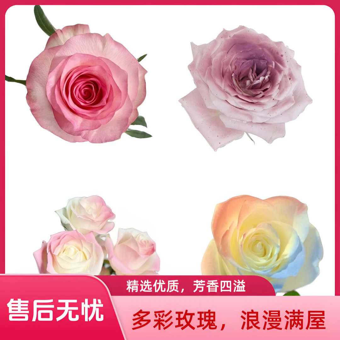 【云巅之花】新鲜鲜花组合 色彩丰富种类多样 云南鲜花直发顺丰包邮