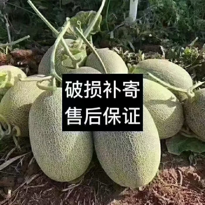 新疆淖毛湖哈密瓜原产地哈密瓜西州蜜25号脆甜顺丰包邮