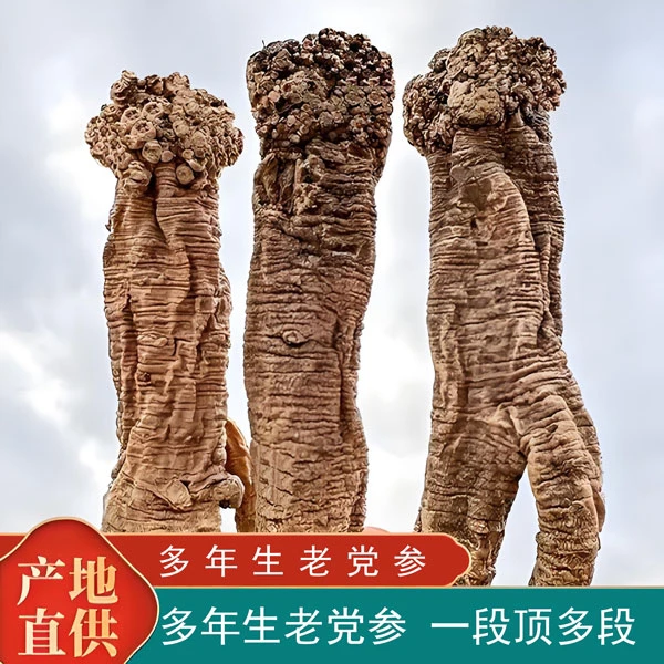 【深山挖老党参】岷县产地直销老党参条滋补中药材搭黄芪当归泡水用