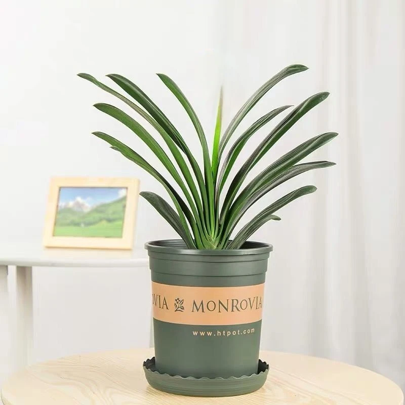 买一送一土培君子兰盆栽植物室内办公室花卉四季常青8-10片叶子