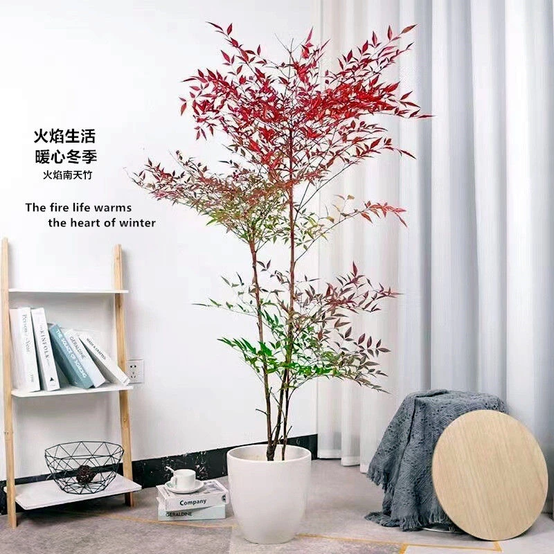 南天竹盆栽客厅绿植室内老桩办公室大束大盆栽植物落地式四季好养