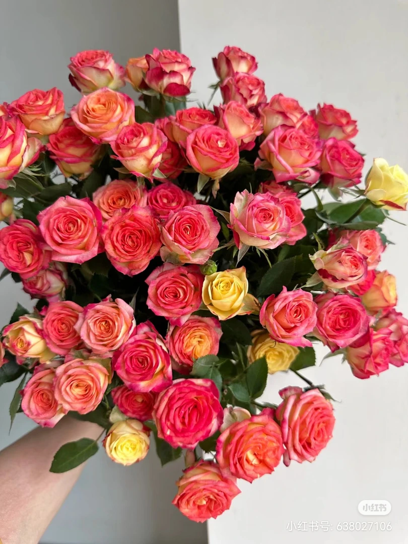 【云中卉】爱丽丝  云南鲜花基地现采现发东三西四海南必拍10空运费