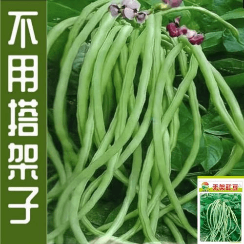 摘不败无架长豆角种子不用搭架子的长豆角蔬菜种籽四季播种长豇豆