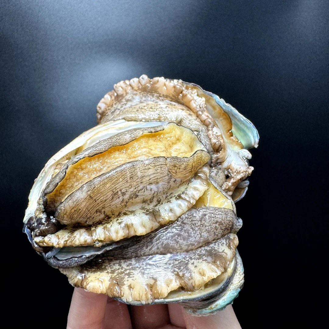 天津海鲜直播鲜活鲍鱼大连鲍鱼鲜活发货