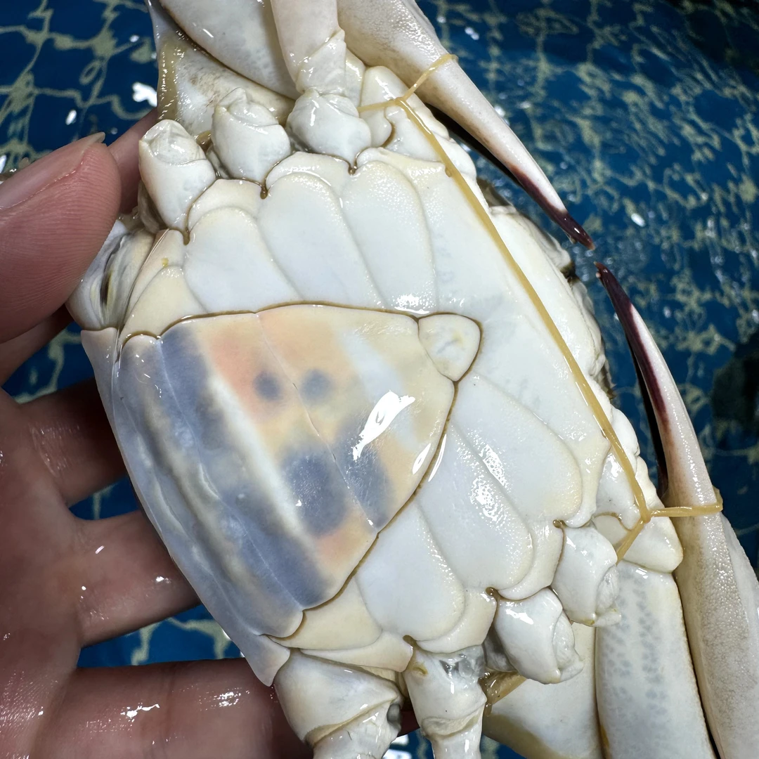 【保鲜不保活】梭子蟹三角蟹2斤5-10只（单只3-5两）天津当天到