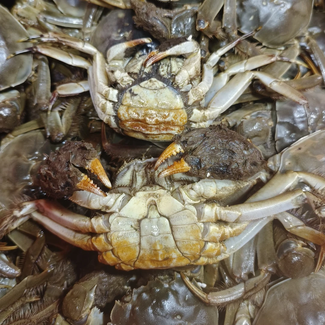 【活蟹】江苏高淳河蟹公母混掉爪保活3斤约13只（公单只3-2.8两）