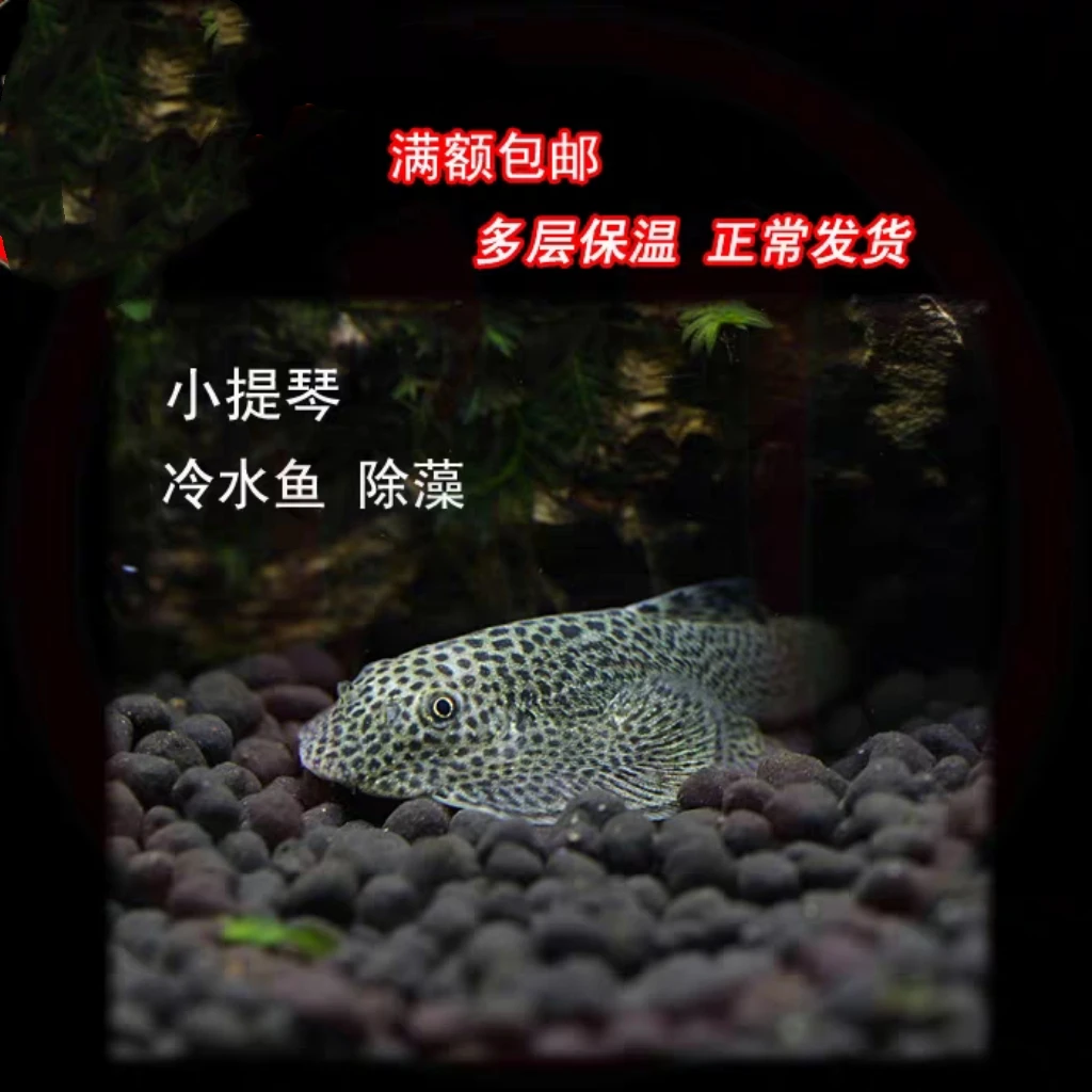 乌市发货 双吸盘爬岩鳅 观赏鱼新疆本地包邮冷水清洁工鱼清道夫鱼