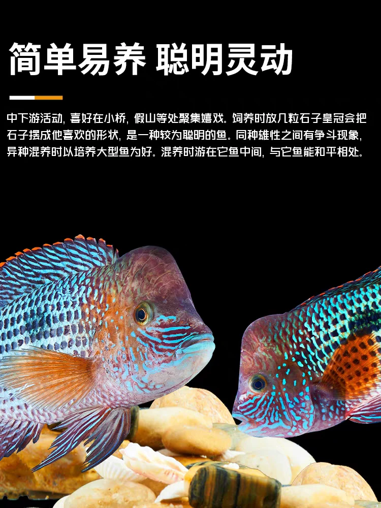 乌市发货 玉面皇冠 淡水观赏鱼新疆本地包邮热带观赏鱼龙缸练手鱼