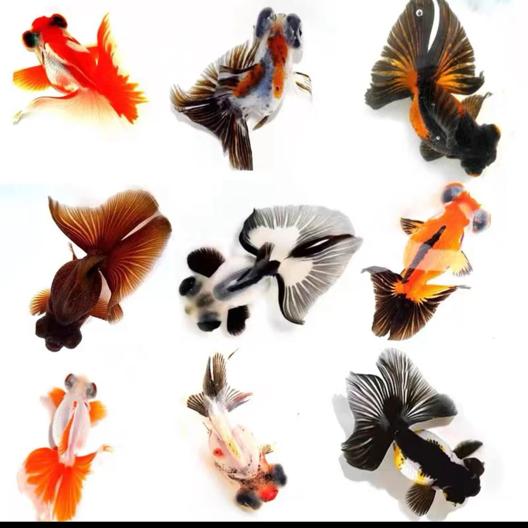 龙睛蝶尾观赏鱼 乌市发货 淡水观赏鱼小型冷水金鱼冷球体金鱼疆内