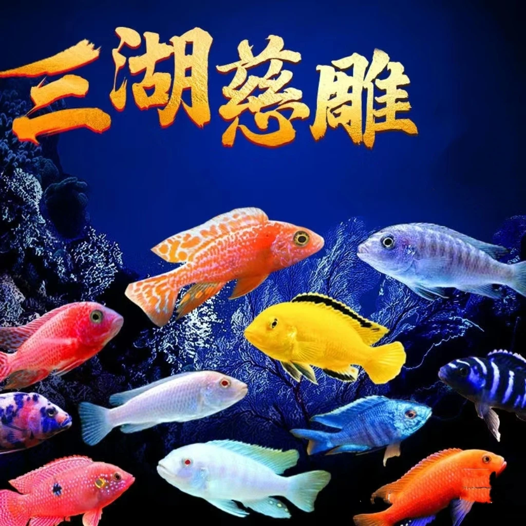 乌市发货三湖慈鲷新疆本地包邮观赏鱼迷你小鱼家养冷水热带小型鱼