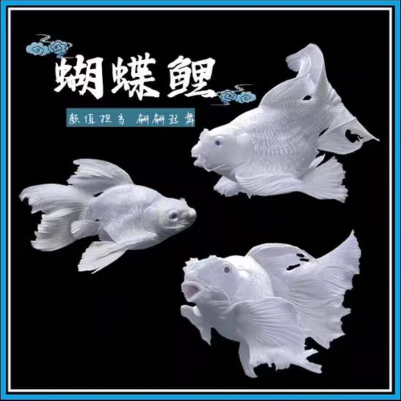 乌市发货 蝴蝶鲤 淡水观赏鱼新疆本地包邮热带观赏鱼冷水练手鱼