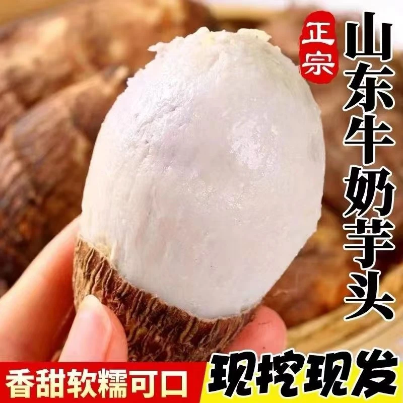 初菜元山东牛奶小芋头软糯奶油芋头毛芋头当季新鲜农家直发4.5斤