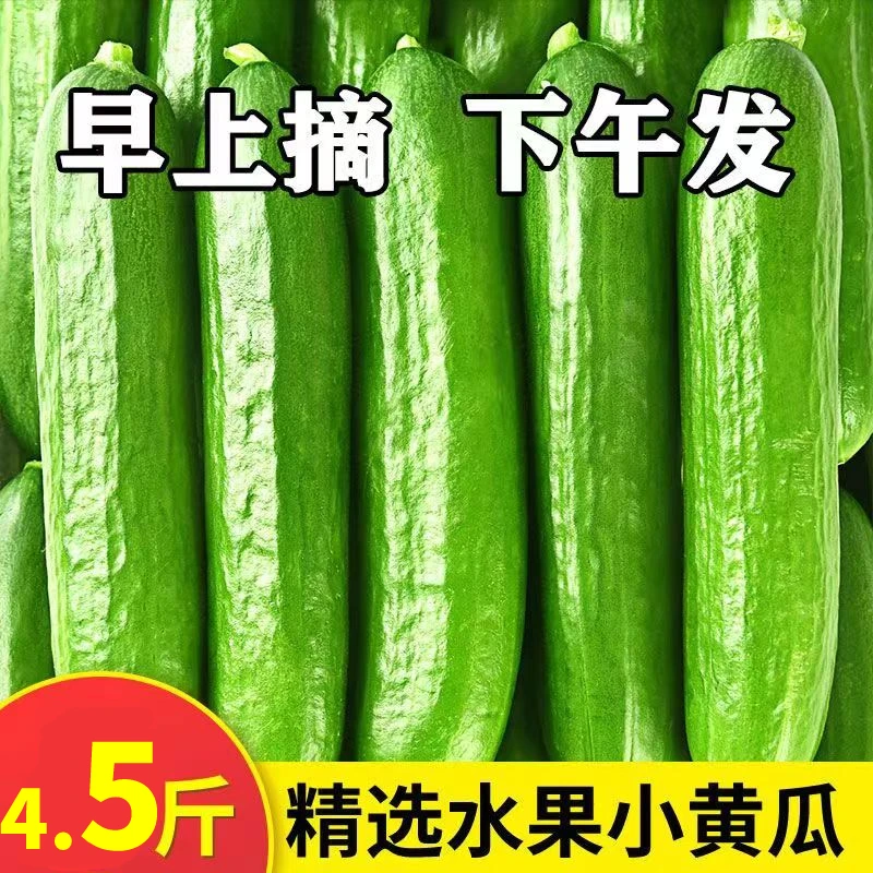 初菜元现摘现发新鲜水果黄瓜山东产地直发清脆爽口 鲜嫩多汁4.5斤