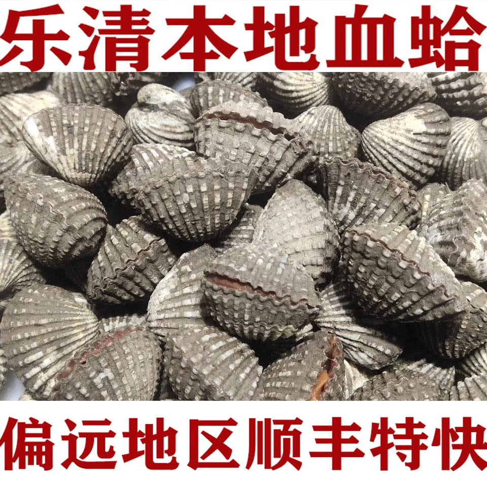 温州乐清本地血蛤鲜活花蛤带泥现捞野生血蚶花蛤大个海鲜水产