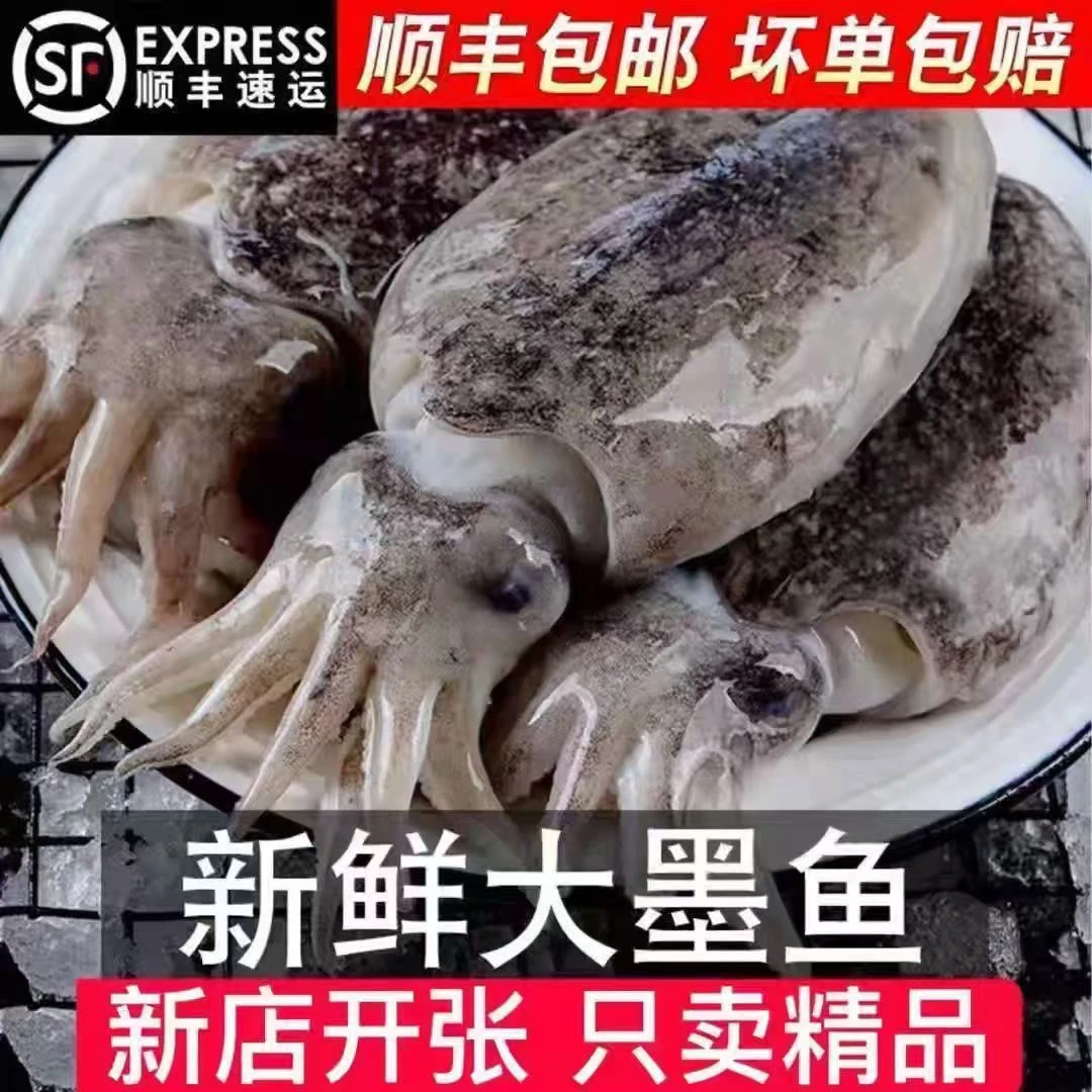 野生墨鱼5件装 顺丰发货 鲜活速冻 肉质肥厚