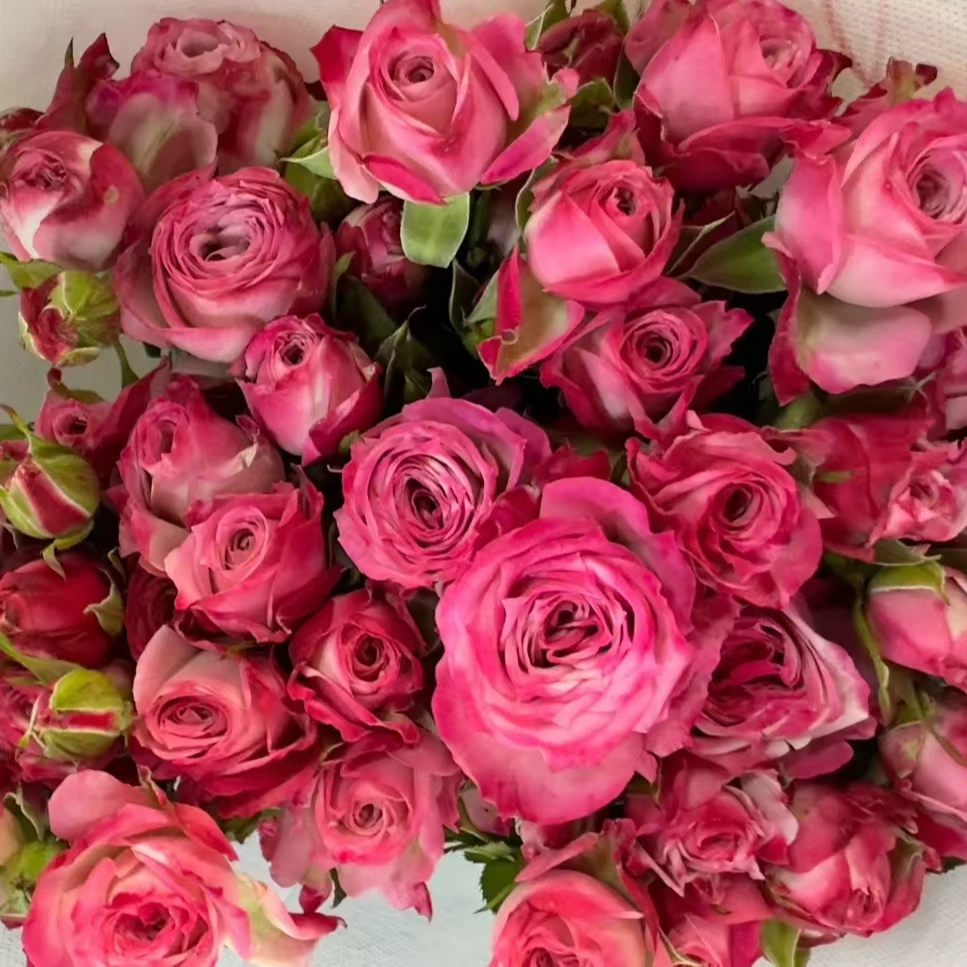 A级【花花公子多头玫瑰】稀有玫瑰鲜切花 颜色靓丽节日生日礼物