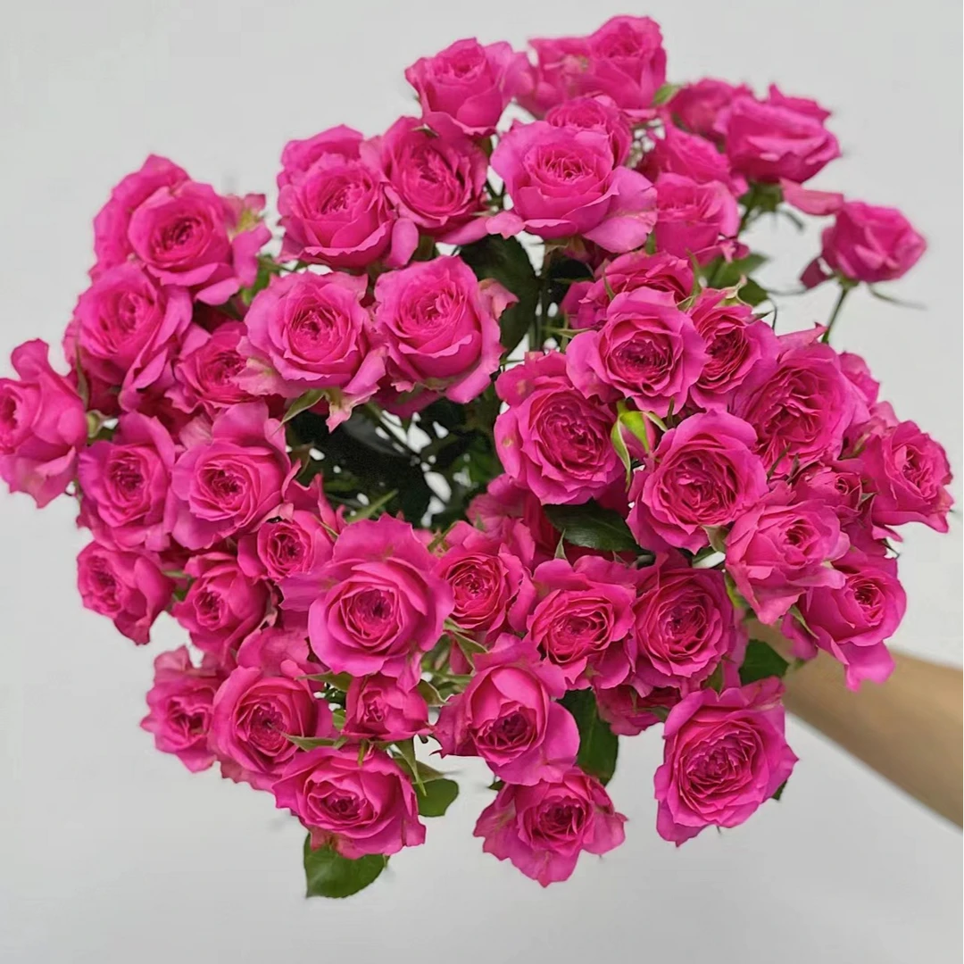 AB级苏菲宝贝多头玫瑰花节日生日礼物礼品云南基地鲜花顺丰包邮