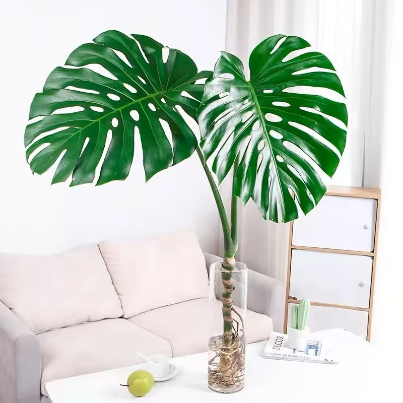 龟背竹水培鲜花带根超长花期买一次养一年简单易养顺丰包邮