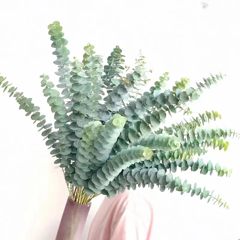 尤加利叶钱串尤加利叶新鲜百搭配叶配草搭配其他花材购买可免运费