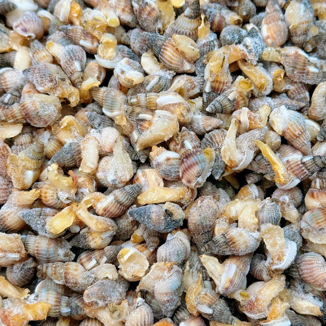 【中大号海瓜子】原泥海螺丝混发产地顺丰海锥海螺狮冷冻发货