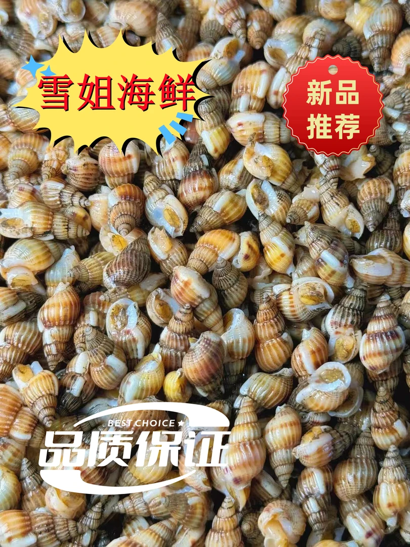 【大号】海瓜子原泥海螺丝混发顺丰海螺狮鲜活海锥原产地营口发货