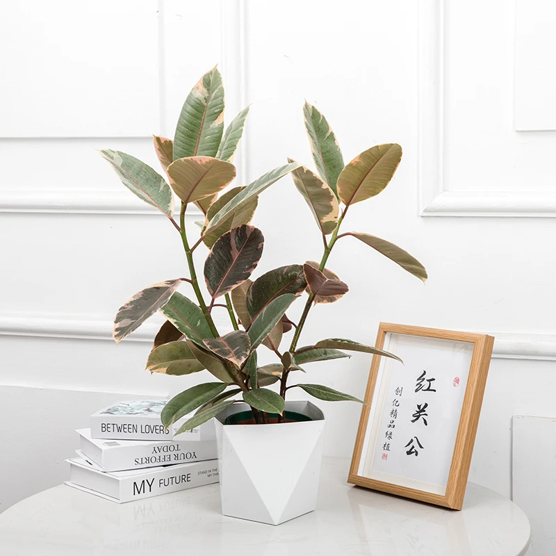花叶橡皮树桌面盆栽黑金刚红关公室内绿植净化空气吸甲醛新手好养