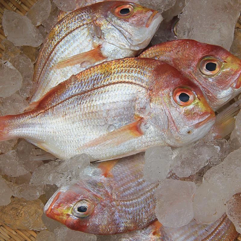 【红立鱼】惠来神泉港5包红立鱼