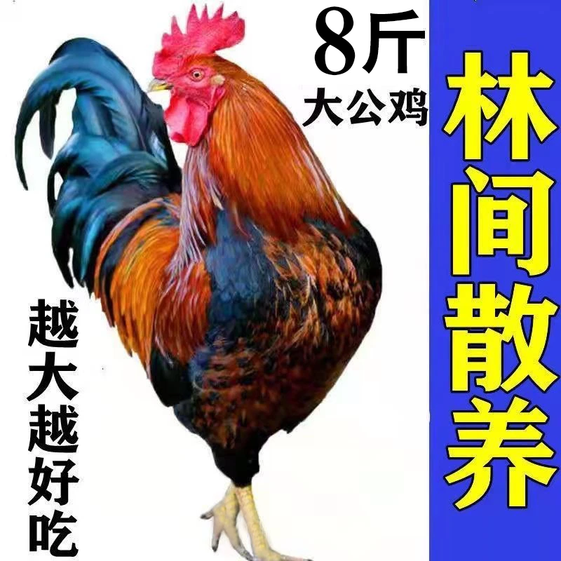 【老公鸡杀完一只净重8-10斤】大公鸡越大越好吃农家风味冷链发货