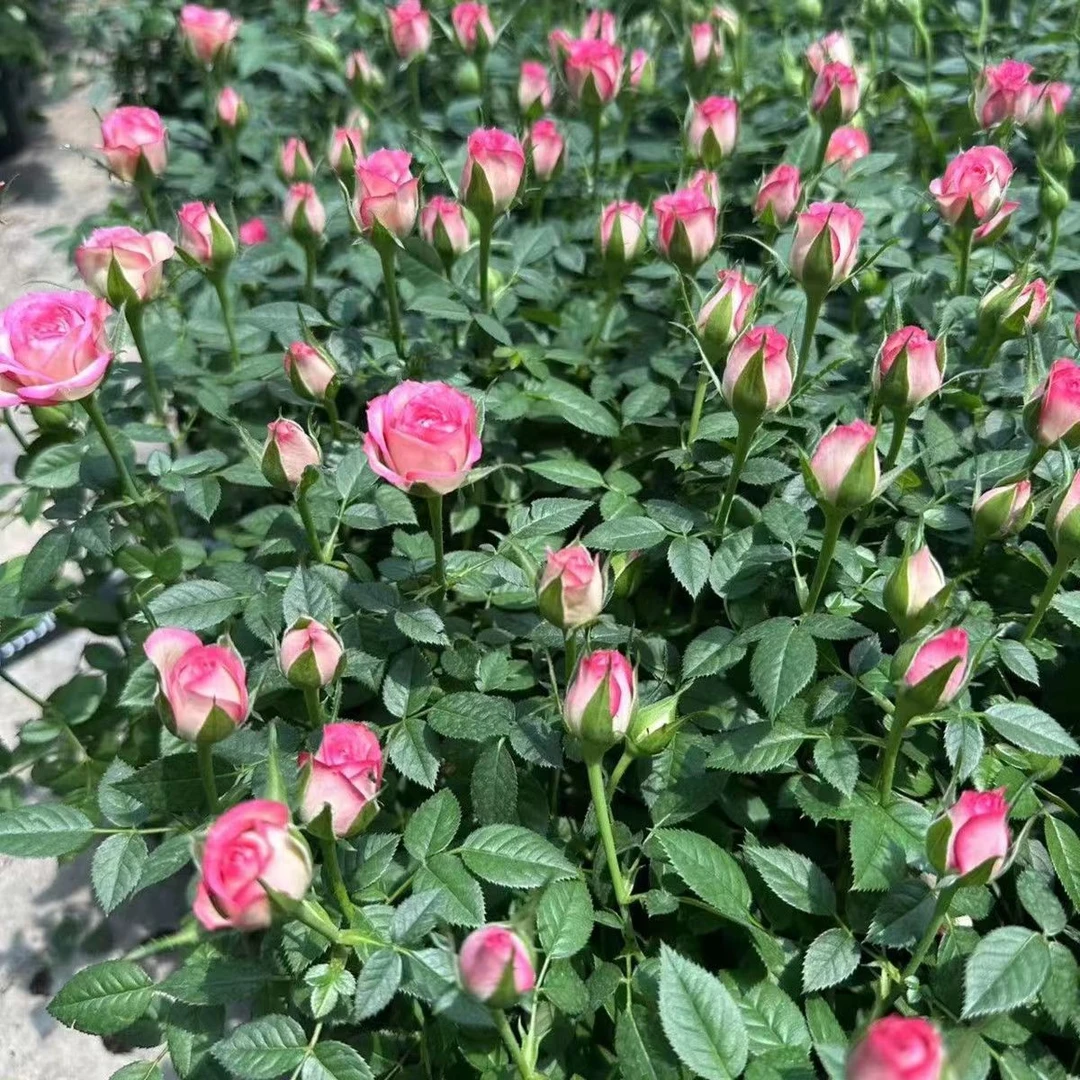 粉雨月季盆栽带花苞四季开花室内外好养活的绿植物月季苗花