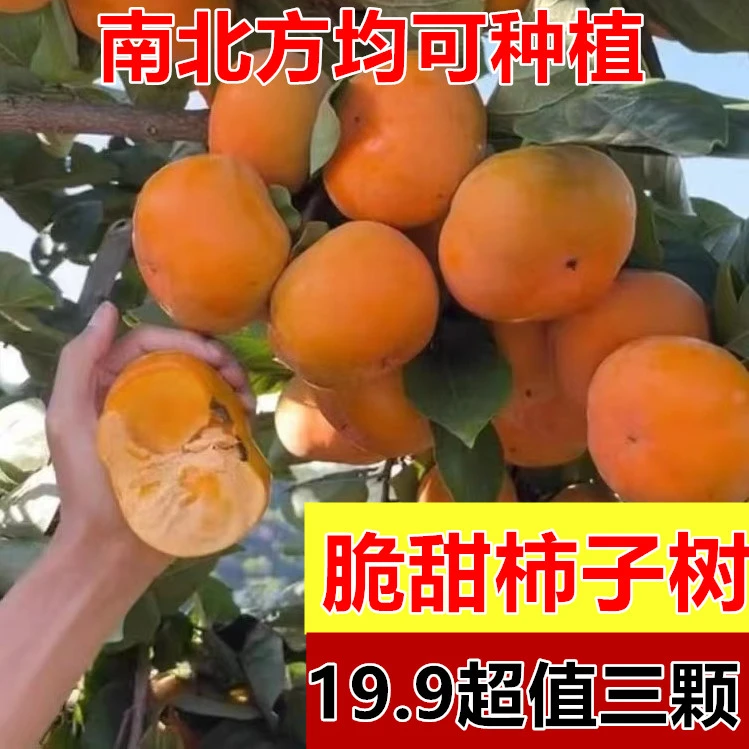 19.9元3颗【送生根粉肥料】脆甜柿子树苗基地直销南北方种植柿子苗