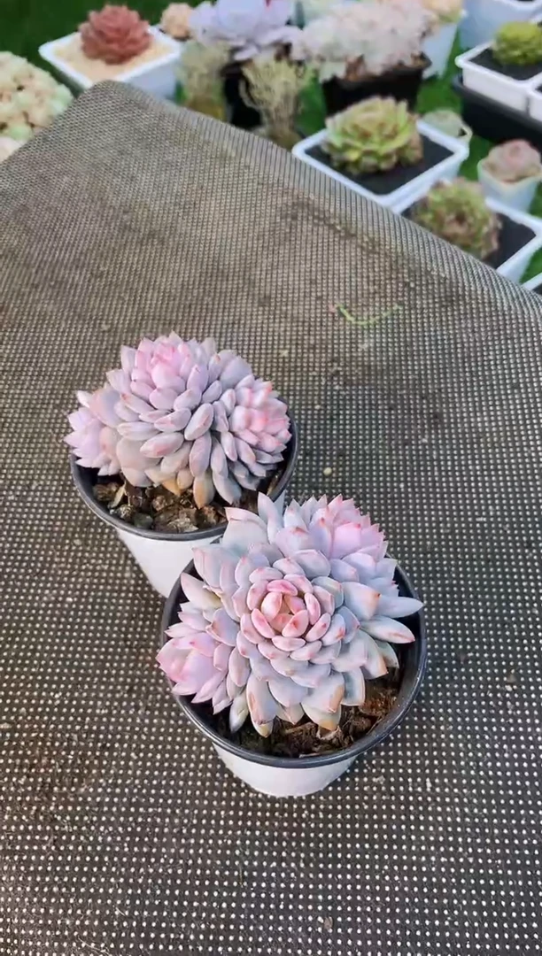 【闪购商品】星星橙量拍一颗