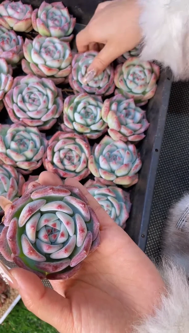 【闪购商品】白拉糖大单头量拍一颗