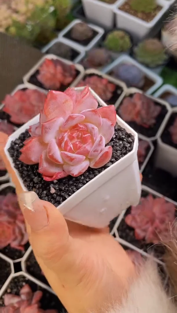 【闪购商品】双头琥珀量拍