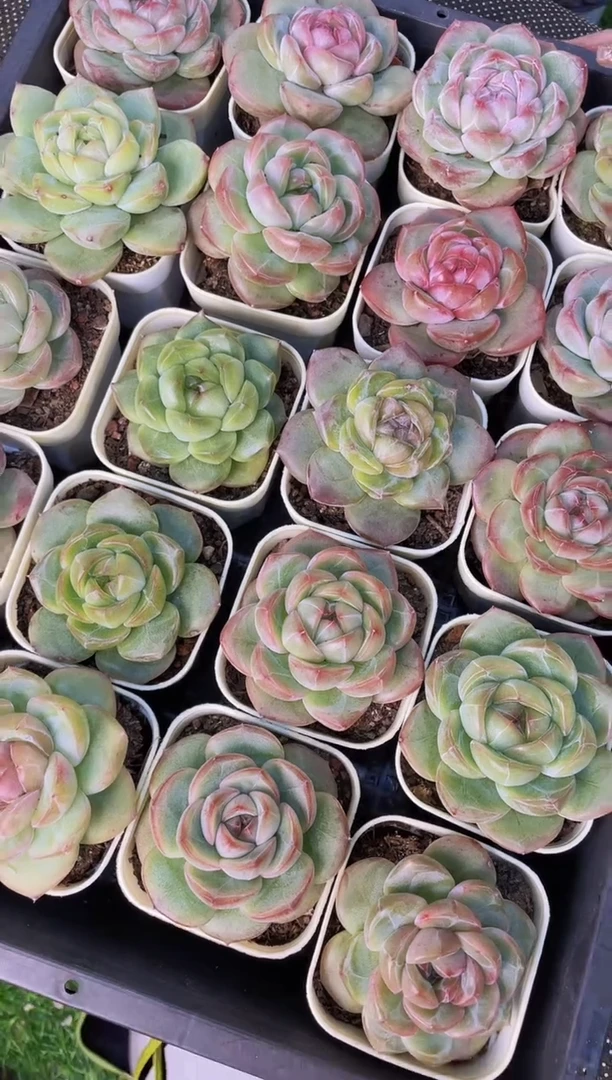 【闪购商品】 爆珠特优量拍一颗带盆土