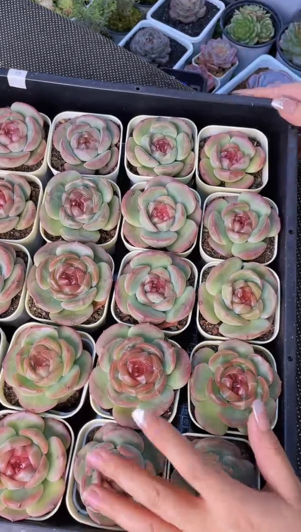 【闪购商品】红鲛量拍