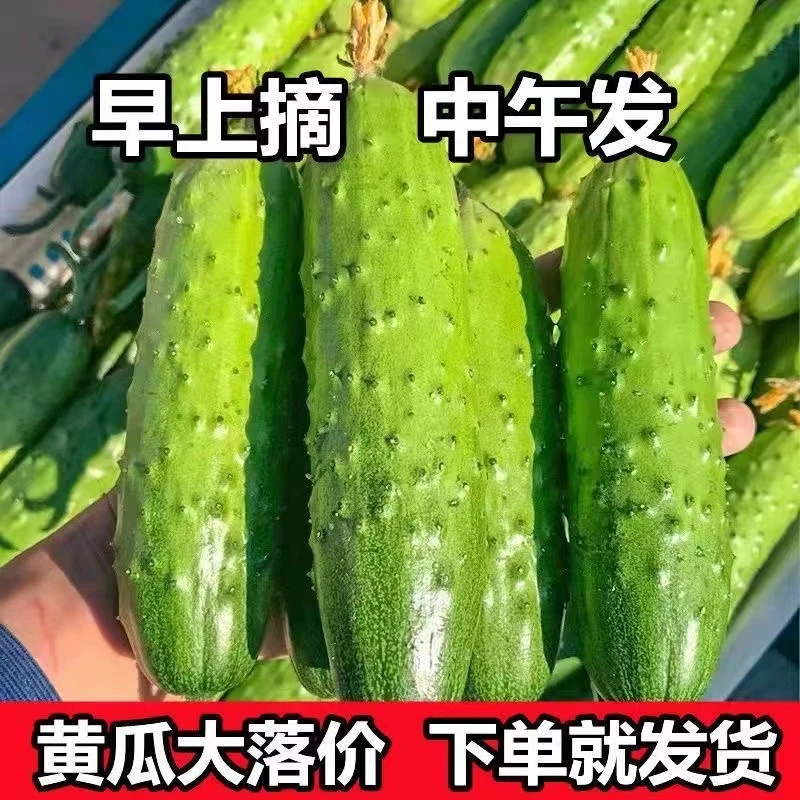 2023东北旱黄瓜新鲜水果黄瓜现摘现发农家自种500g农产品食用精品
