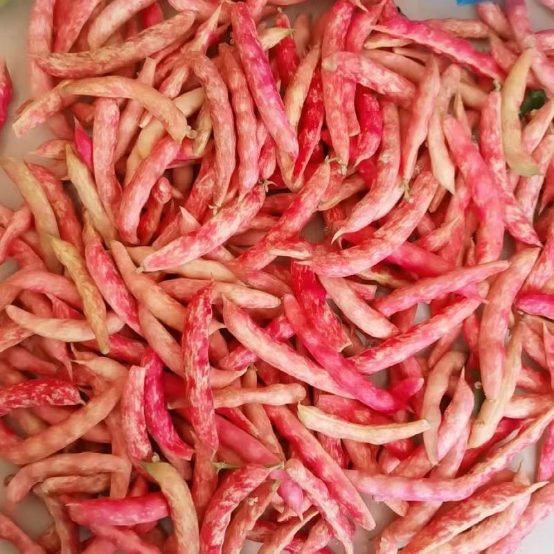 东北红金勾新鲜油豆角鼓豆豆角新鲜蔬菜挤豆勾钩黄2斤顺丰空运