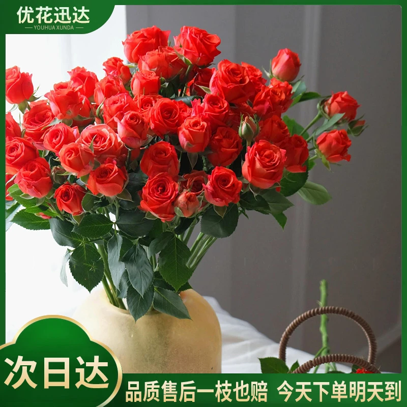 草莓芭比单头玫瑰10枝土与火鲜切花-京东物流今天下单明天送达-任意满两份包邮配送