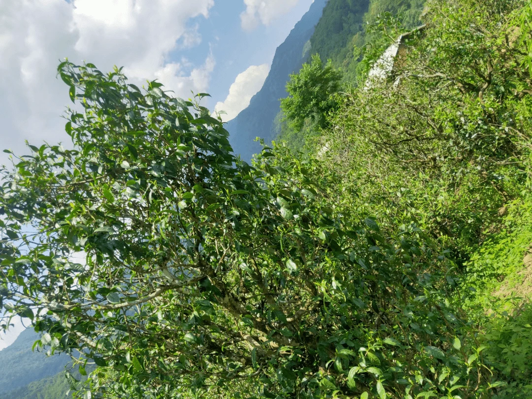 梁子拉祜族老六   秘境单株    普洱茶 666号