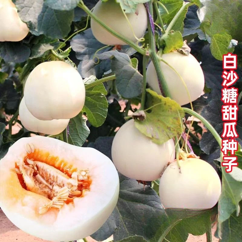甜白沙糖甜瓜种子早熟香瓜种子白沙蜜甜瓜生吃水果香甜可口