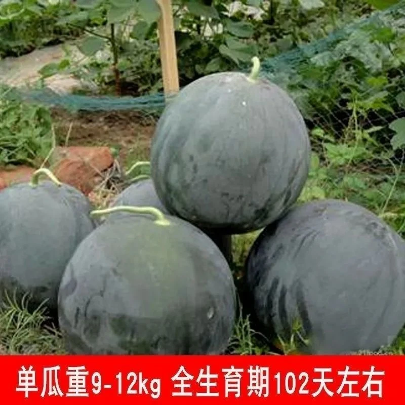 甜无籽西瓜种子黑皮薄皮红心大黑美人西瓜水果种孑四季