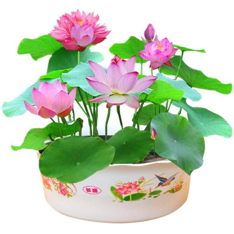 碗莲种子已开口四季播种水培植物睡莲荷花种子室内分在绿植花卉