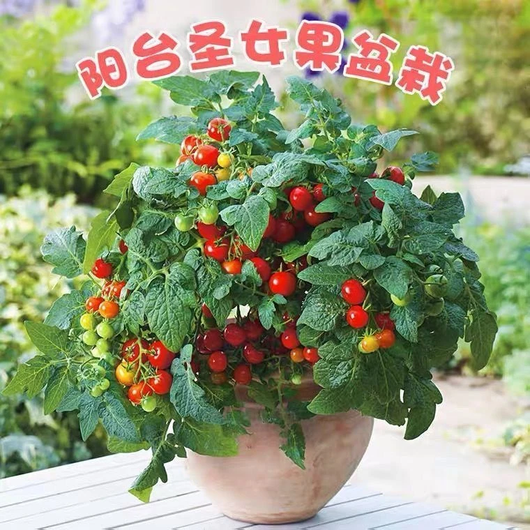 矮生盆栽番茄种子室内四季阳台种植西红柿樱桃圣女果水果小番茄种