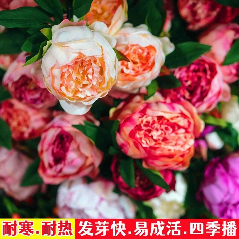 芍药花种子四季开花花卉种籽庭院盆栽阳台花籽园林造景观景花