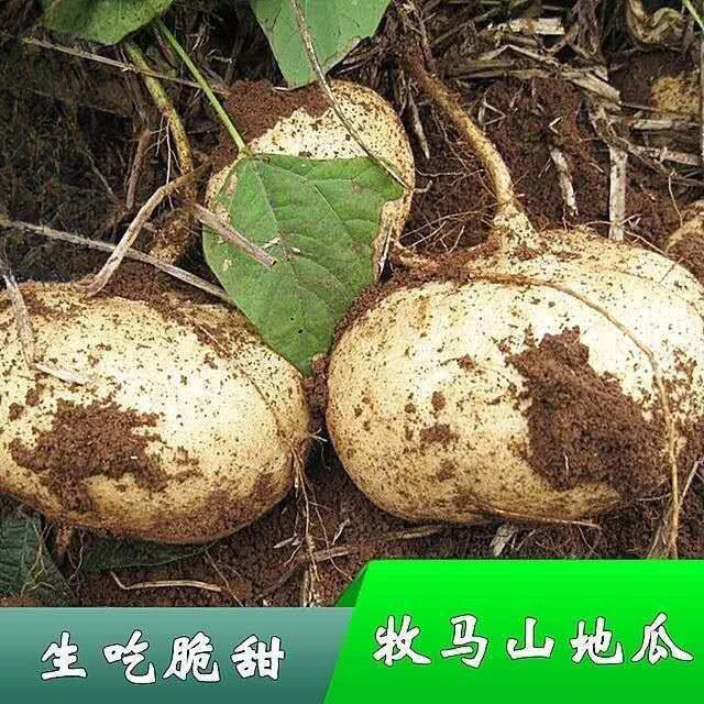 牧马山地瓜凉茹种子早熟地瓜水果地瓜沙葛凉薯土瓜种籽蔬菜种子