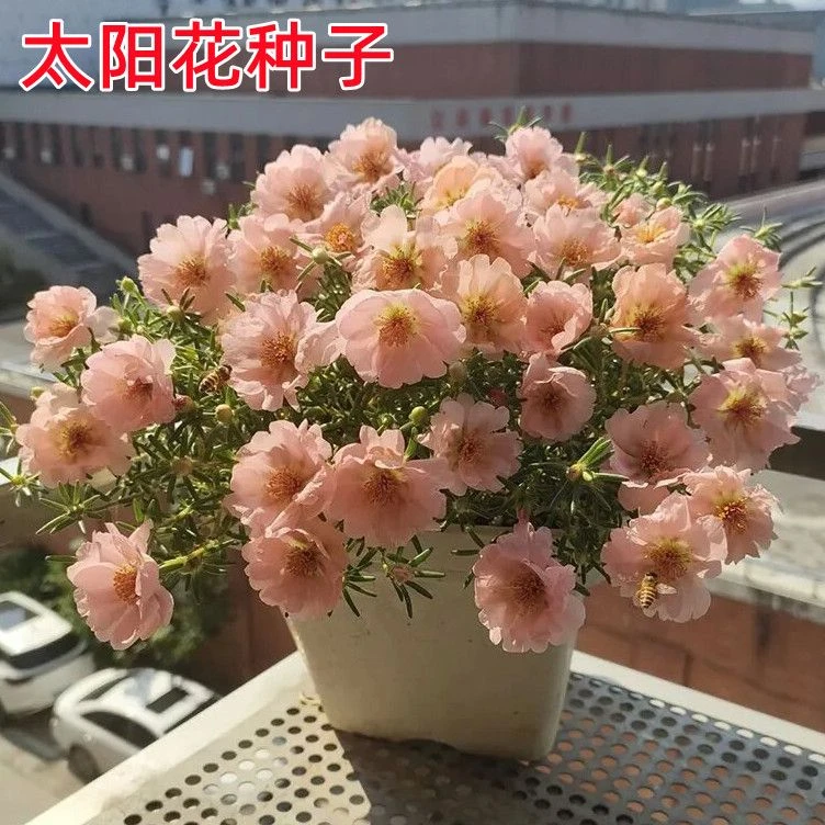 太阳花重瓣花卉种子活花籽阳台盆栽地栽种子菜花