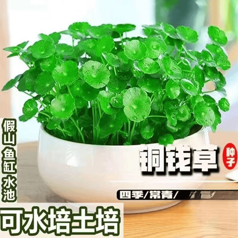 铜钱草金钱草水养种籽水培土培花种子级大号四季庭院阳台盆栽种