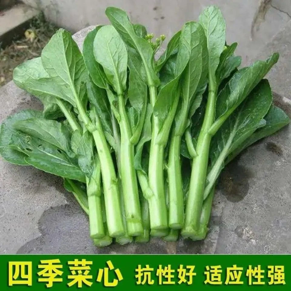 四季甜菜心种子广东油青菜种籽盆栽田园春季秋季冬季佳品绿蔬庭院